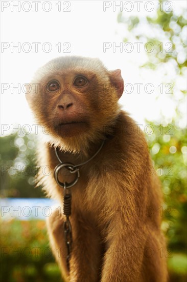 Portrait of young macaque monkey