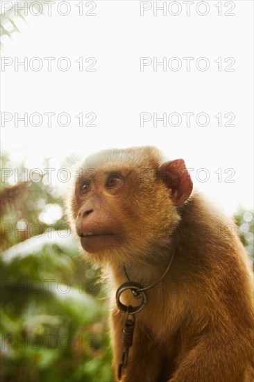 Portrait of young macaque monkey