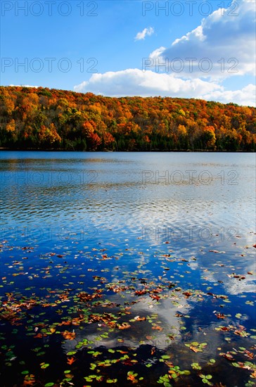 Fallen leaves floating on water