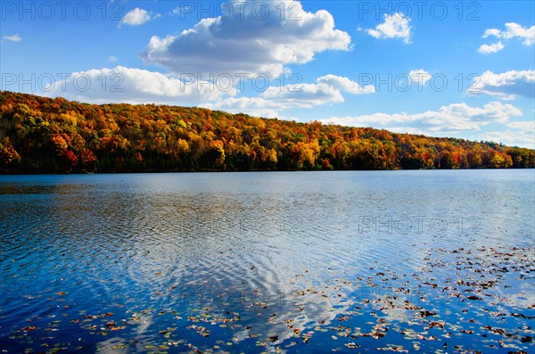 Fallen leaves floating on water