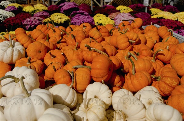 Stack of pumpkins