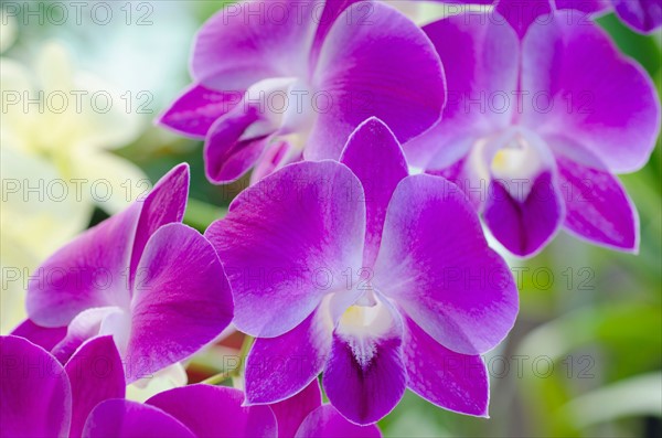 Close up of orchid