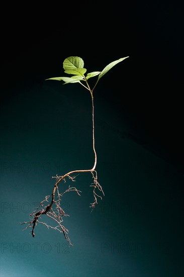 Seedling of plant