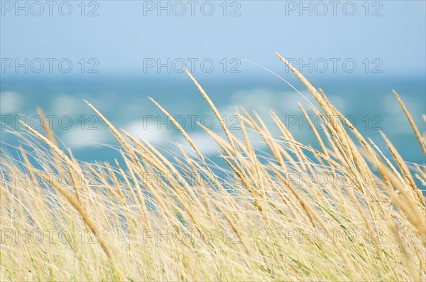 Tall grass with sea in background