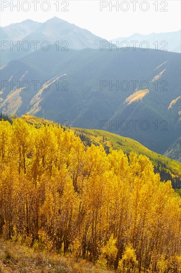 Autumn landscape with aspen trees
