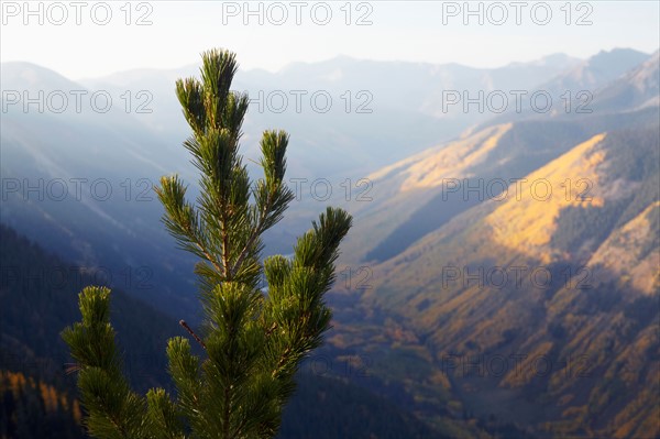 Mountain landscape with pine tree in foreground