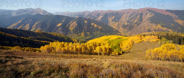 Mountain landscape with yellow aspen trees