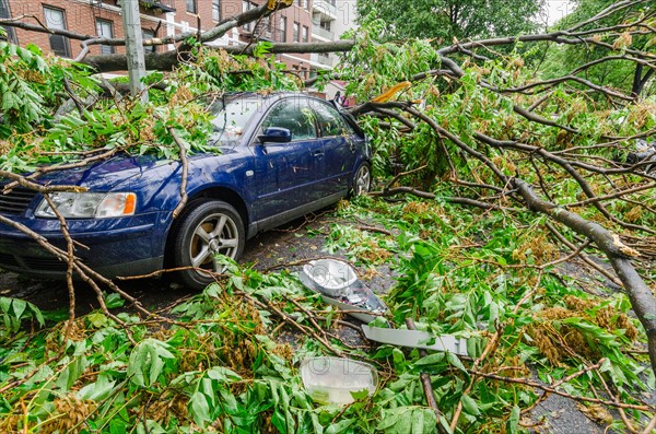 Car smashed by fallen tree