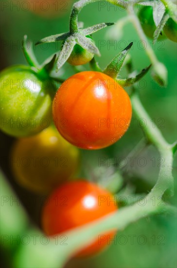 Fresh cherry tomatoes on vine