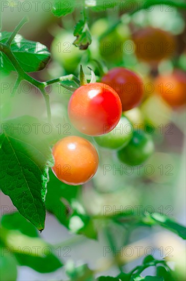 Fresh cherry tomatoes on vine