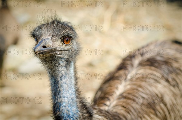 Portrait of emu