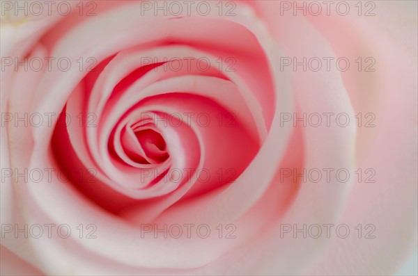 Close up view of pink rose