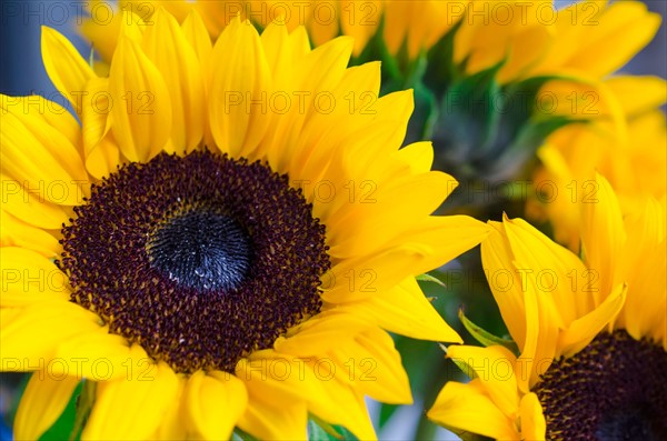 Bunch of sunflowers