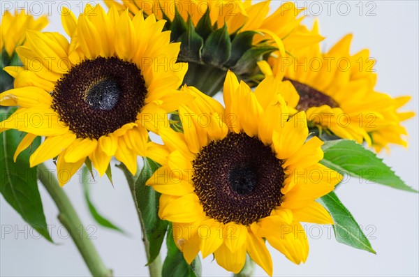 Bunch of sunflowers