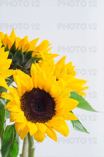 Bunch of sunflowers