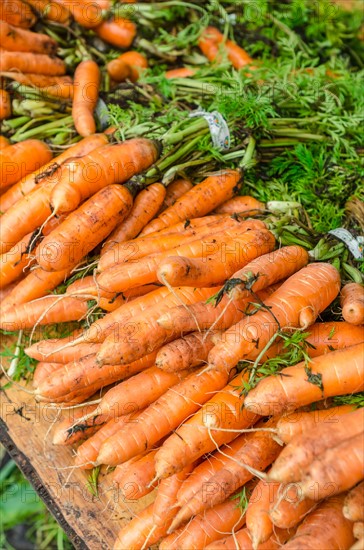 Stack of carrots