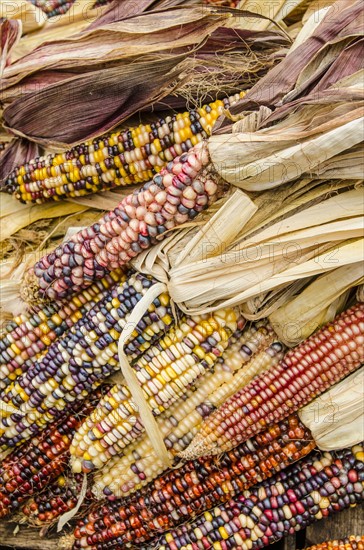 Corn cobs with husks