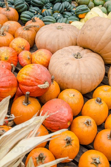 Heap of pumpkins