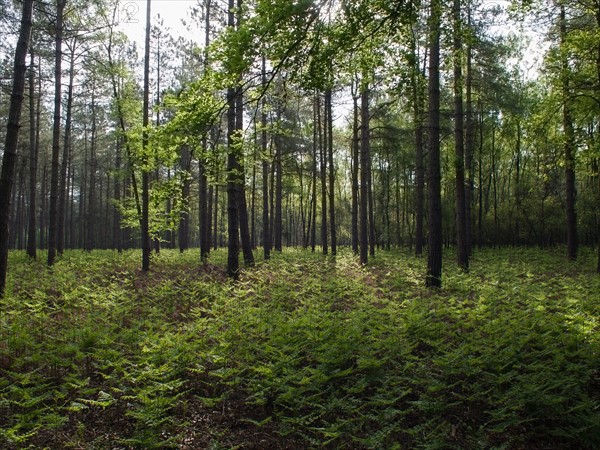 View of forest