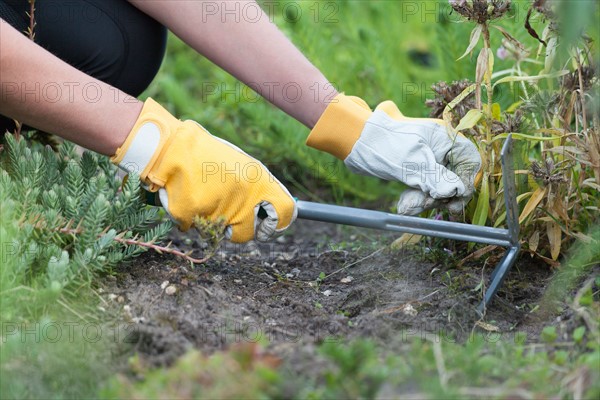 Woman weeding