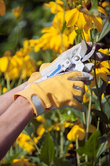 Woman using pruning shears