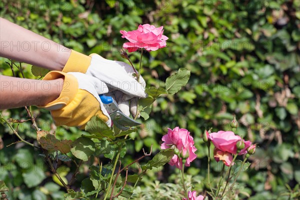 Woman using pruning shears for cutting rose