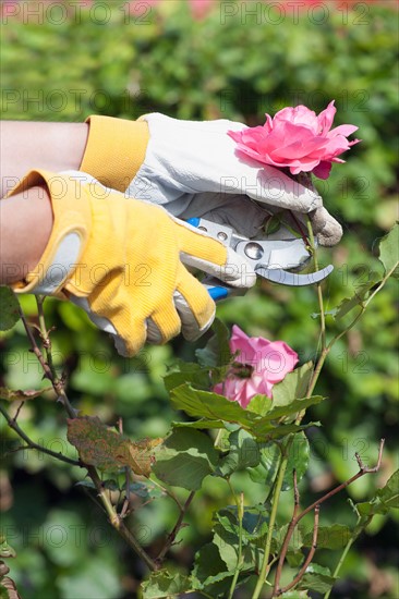 Woman using pruning shears for cutting rose