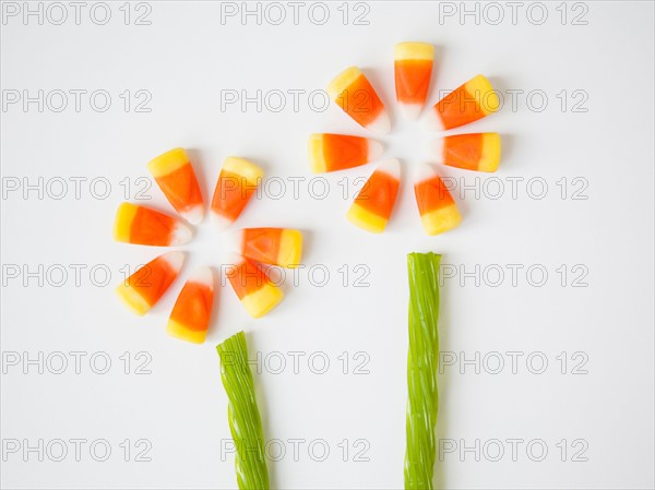 Studio Shot of candy corn imitating flowers