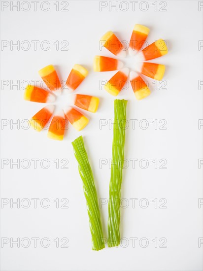 Studio Shot of candy corn imitating flowers