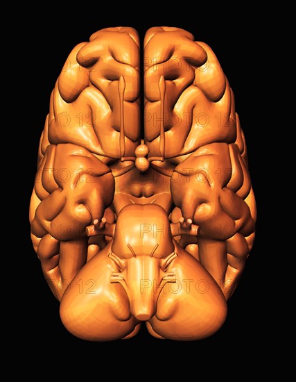 Digitally generated image of brain