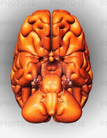 Digitally generated image of brain