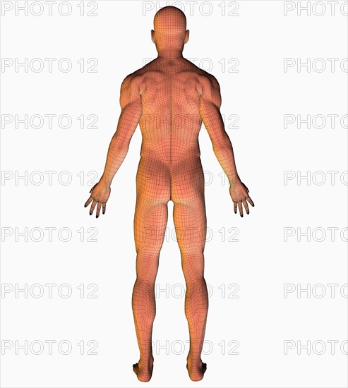 Digitally generated image of human representation