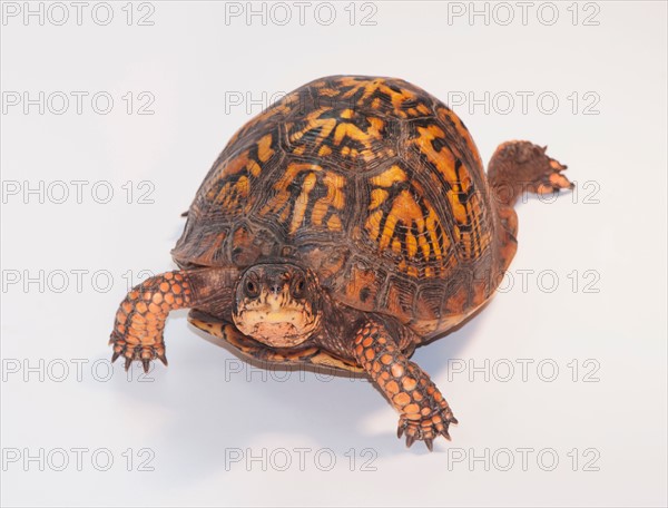 Studio shot of turtle