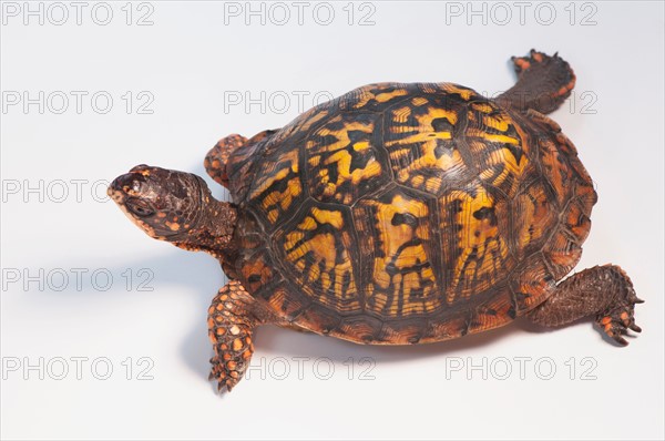 Studio shot of turtle