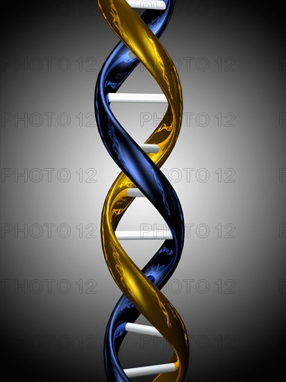 Digitally generated image of double helix