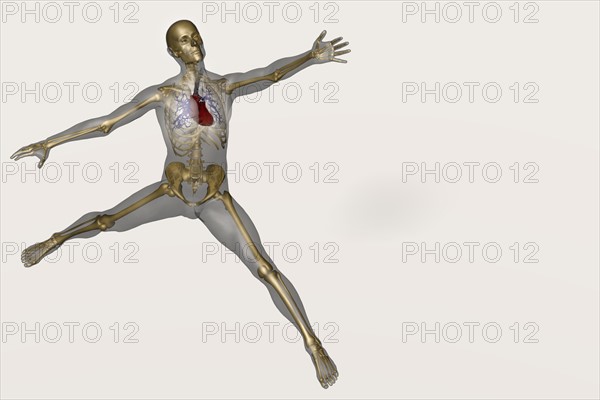 Human skeleton stretching