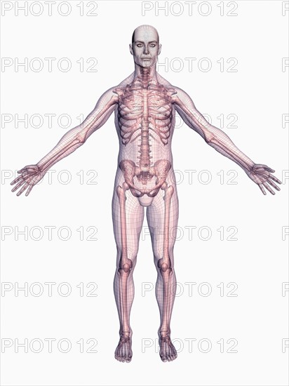 Human skeleton on white background