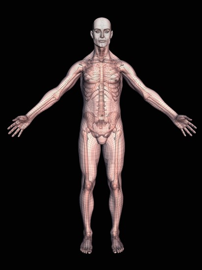 Human skeleton on black background