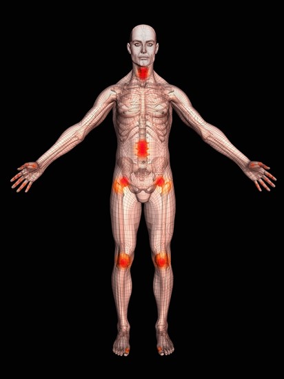 Digitally generated male figure showing body parts