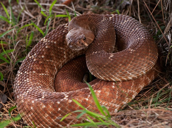 Rattlesnake coiled in grass