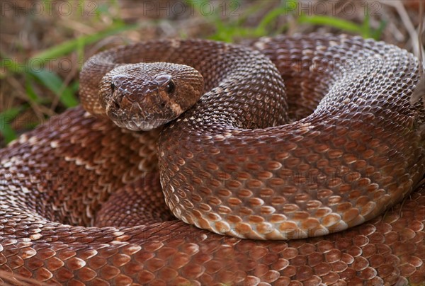 Rattlesnake coiled in grass