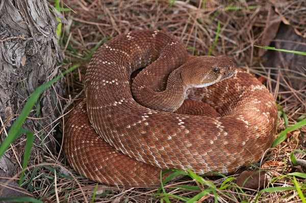 Rattlesnake coiled in grass