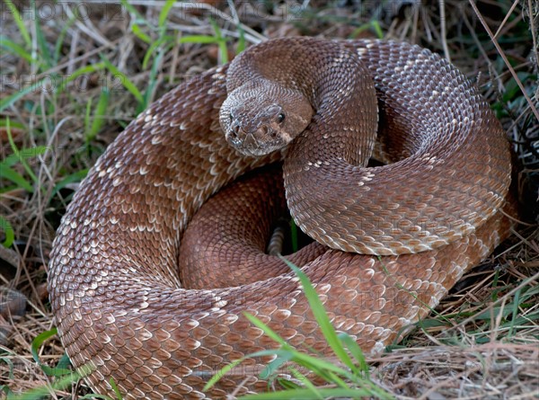 Rattlesnake coiled in grass