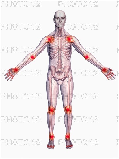 Digitally generated male figure showing body parts