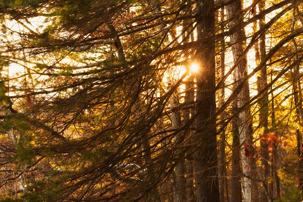 Trees at sunset. Walden Pond, Concord, Massachusetts.