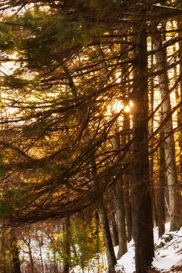 Trees at sunset. Walden Pond, Concord, Massachusetts.