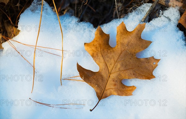 Leaf on snow. Walden Pond, Concord, Massachusetts.