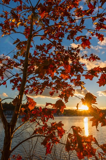 Autumn leaves. Walden Pond, Concord, Massachusetts.