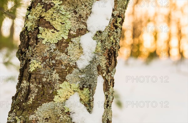 Tree in winter. Walden Pond, Concord, Massachusetts.