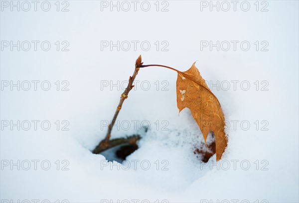 Leaf in snow. Walden Pond, Concord, Massachusetts.